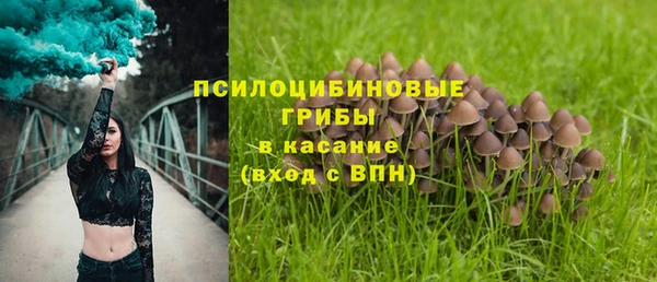 прущие грибы Костерёво